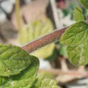 Photographie n°2328299 du taxon Clinopodium nepeta (L.) Kuntze [1891]