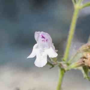 Photographie n°2328301 du taxon Clinopodium nepeta (L.) Kuntze [1891]