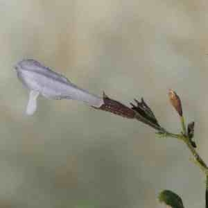 Photographie n°2328302 du taxon Clinopodium nepeta (L.) Kuntze [1891]