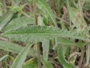 Barbara Mai, le 13 août 2019 (35520 Melesse, France (Rue des Guimondières))