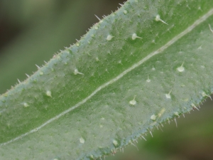 Barbara Mai, le 13 août 2019 (35520 Melesse, France (Rue des Guimondières))