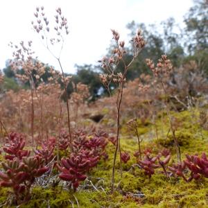 Photographie n°2328332 du taxon Sedum album L. [1753]