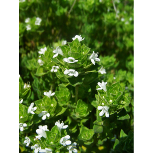 Thymus capitellatus Hoffmanns. & Link