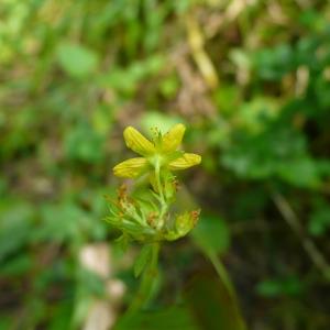 Photographie n°2328359 du taxon Hypericum tetrapterum Fr. [1823]