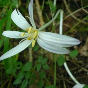 Photographie n°2328361 du taxon Colchicum L. [1753]