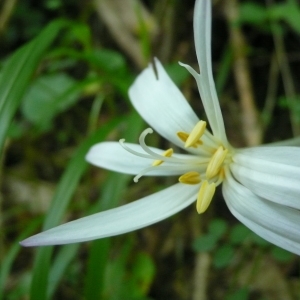 Photographie n°2328362 du taxon Colchicum L. [1753]