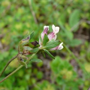 Photographie n°2328363 du taxon Anthyllis vulneraria L. [1753]