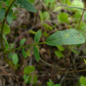 Photographie n°2328367 du taxon Anthyllis vulneraria L. [1753]