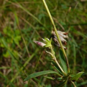 Photographie n°2328369 du taxon Anthyllis vulneraria L. [1753]