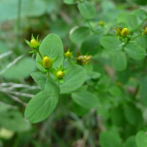 Photographie n°2328375 du taxon Hypericum tetrapterum Fr. [1823]