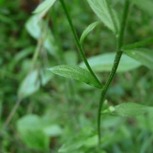 Photographie n°2328379 du taxon Erigeron annuus (L.) Desf. [1804]