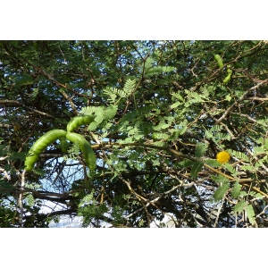 Acacia farnesiana (L.) Willd. (Acacia odorant)