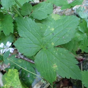 Photographie n°2328393 du taxon Geranium nodosum L. [1753]