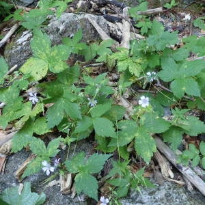 Photographie n°2328395 du taxon Geranium nodosum L. [1753]