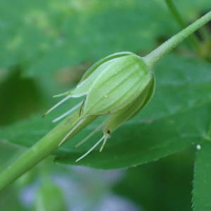 Photographie n°2328398 du taxon Geranium nodosum L. [1753]