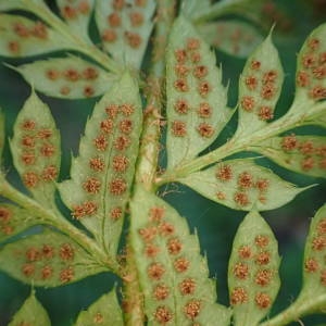 Photographie n°2328400 du taxon Polystichum aculeatum (L.) Roth [1799]