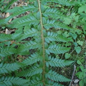 Photographie n°2328401 du taxon Polystichum aculeatum (L.) Roth [1799]