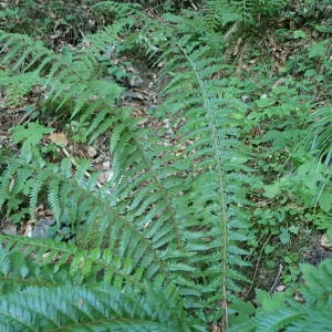 Photographie n°2328404 du taxon Polystichum aculeatum (L.) Roth [1799]