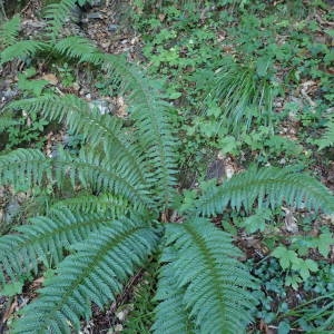 Photographie n°2328405 du taxon Polystichum aculeatum (L.) Roth [1799]