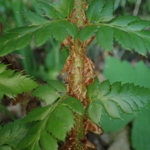 Photographie n°2328406 du taxon Polystichum aculeatum (L.) Roth [1799]