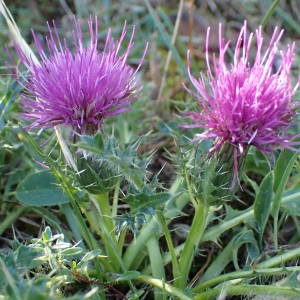 Photographie n°2328416 du taxon Cirsium acaulon (L.) Scop. [1769]