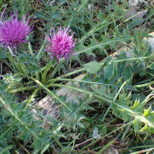 Photographie n°2328417 du taxon Cirsium acaulon (L.) Scop. [1769]