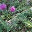  Sylvain Piry - Cirsium acaulon (L.) Scop. [1769]