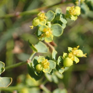 Photographie n°2328422 du taxon Euphorbia seguieriana Neck. [1770]