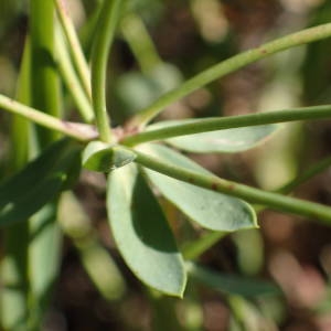 Photographie n°2328424 du taxon Euphorbia seguieriana Neck. [1770]