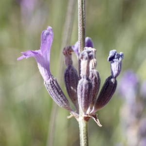 Photographie n°2328425 du taxon Lavandula angustifolia Mill. [1768]
