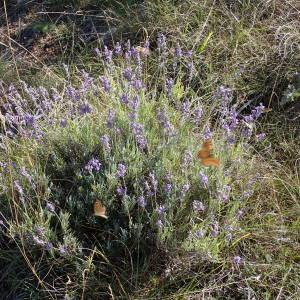 Photographie n°2328426 du taxon Lavandula angustifolia Mill. [1768]