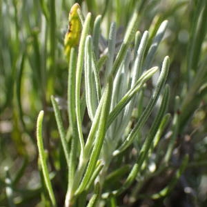 Photographie n°2328427 du taxon Lavandula angustifolia Mill. [1768]