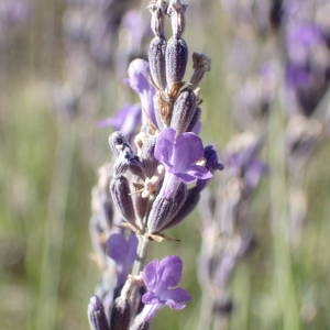 Photographie n°2328429 du taxon Lavandula angustifolia Mill. [1768]