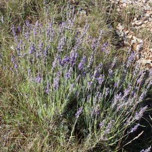 Photographie n°2328430 du taxon Lavandula angustifolia Mill. [1768]
