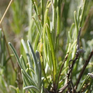 Photographie n°2328431 du taxon Lavandula angustifolia Mill. [1768]
