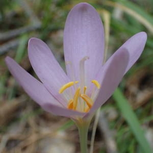 Photographie n°2328458 du taxon Colchicum autumnale L. [1753]