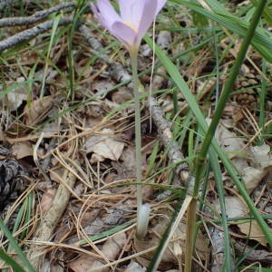 Photographie n°2328459 du taxon Colchicum autumnale L. [1753]