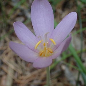 Photographie n°2328460 du taxon Colchicum autumnale L. [1753]