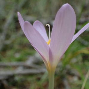 Photographie n°2328461 du taxon Colchicum autumnale L. [1753]