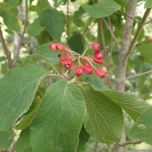 Photographie n°2328462 du taxon Viburnum lantana L. [1753]