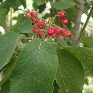 Photographie n°2328464 du taxon Viburnum lantana L. [1753]