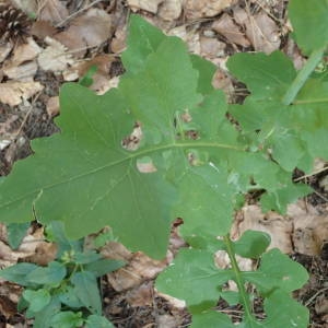 Photographie n°2328469 du taxon Lactuca muralis (L.) Gaertn. [1791]