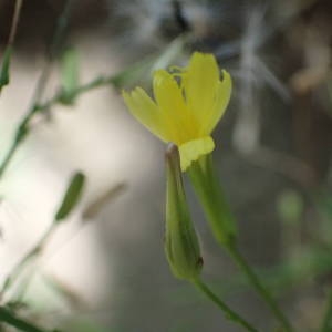 Photographie n°2328471 du taxon Lactuca muralis (L.) Gaertn. [1791]