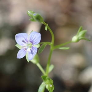 Photographie n°2328478 du taxon Veronica beccabunga L. [1753]