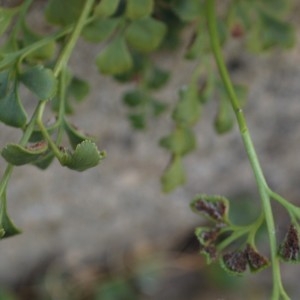  - Asplenium ruta-muraria subsp. ruta-muraria 