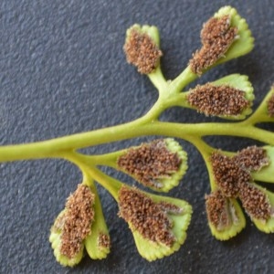  - Asplenium ruta-muraria subsp. ruta-muraria 