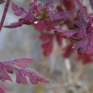 Photographie n°2328531 du taxon Geranium robertianum L. [1753]