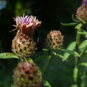 Photographie n°2328583 du taxon Centaurea decipiens Thuill. [1799]