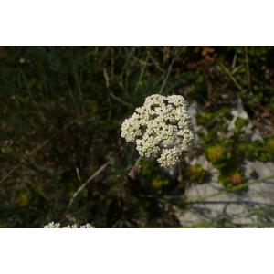 Seseli montanum L. subsp. montanum (Séséli des montagnes)