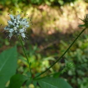 Photographie n°2328593 du taxon Dipsacus pilosus L.